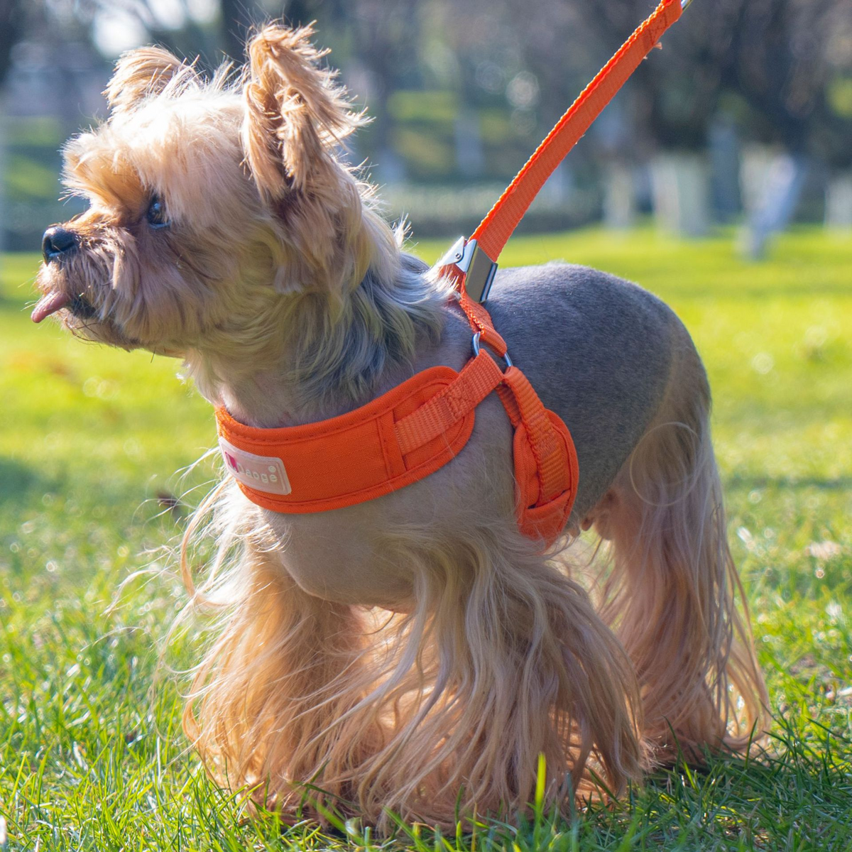 Escape-Proof Breathable Mesh Dog Harness & Leash Set
