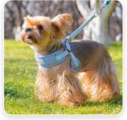 Escape-Proof Breathable Mesh Dog Harness & Leash Set