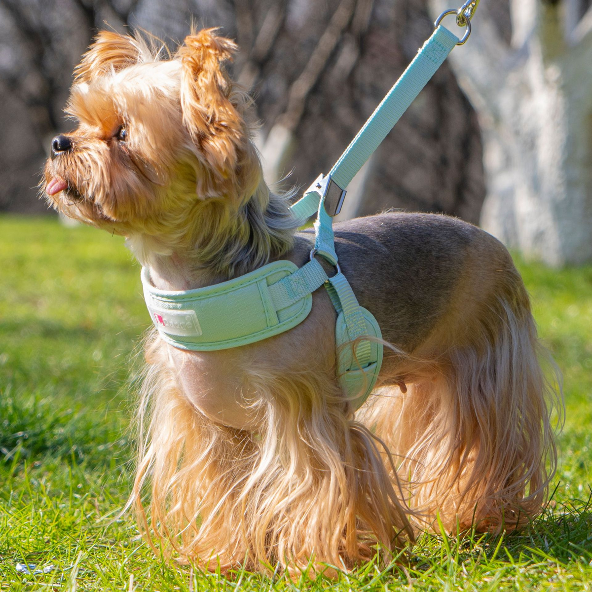 Escape-Proof Breathable Mesh Dog Harness & Leash Set